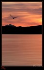 *Fly* Of the dying Sun... *Fly* Of the dying Sun...