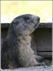 Marmotta Marmotta