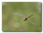 libellula in volo
