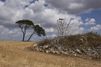 due alberi due alberi