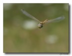 libellula in volo 2 libellula in volo 2