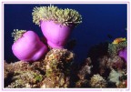 Anemoni Anemoni