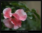 Fiore Fiore