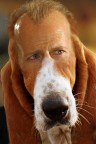Dog Willis Dog Willis