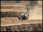 zebra zebra