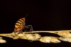 Macro Cimice Macro Cimice