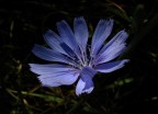 Fiore di cicoria Fiore di cicoria