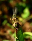 Libellula Libellula