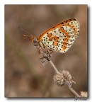 Butterfly Butterfly