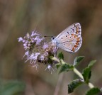 lycaenidae