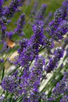 Lavanda e macroglossa Lavanda e macroglossa