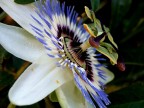 Passiflora Passiflora