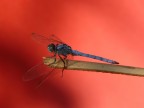 Libellula Rossa in Relax...
