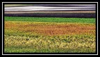 field field