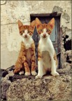 gemelli diversi gemelli diversi
