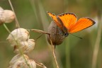 Orange Orange