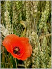 Petali e spighe Petali e spighe