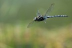 Libellula in Volo Libellula in Volo
