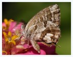 Cacyreus marshalli Cacyreus marshalli