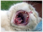 mi faccia vedere le tonsille..! mi faccia vedere le tonsille..!