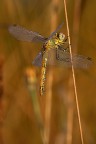 bagnata bagnata