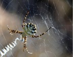 Spider 4 Spider 4