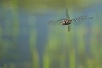 Libellula in Volo 2