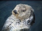 Marmotta Marmotta