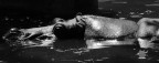 Hippo Hippo