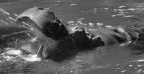 Hippo Hippo