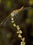 libellula libellula