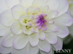 Dalia Dalia