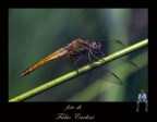 libellula 2 libellula 2