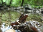 the king of the river the king of the river
