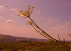 fiore al tamonto fiore al tamonto