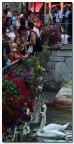 Annecy..e i suoi cigni..
