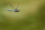 Libellula in Volo 3