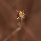 Sei proprio un testone