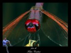 libellula 8 libellula 8