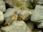 ...Kiss..... ...Kiss.....