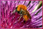 esplosione di pollini e colori esplosione di pollini e colori