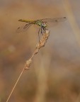 Libellula...