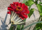 Farfalla su fiore Farfalla su fiore