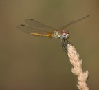 _-_- Libellula -_-_ _-_- Libellula -_-_