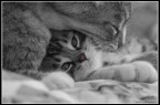 Sweet Cats Sweet Cats