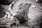Iguana che si muove circospetta ...

Che ne pensate di questa foto e del suo postwork in b/n?
Commenti e critiche ovviamente sempre ben accetti.

Ciao