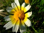 Macro s9600 Macro s9600