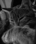 Mr cat Mr cat