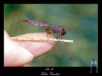 libellula 15 libellula 15