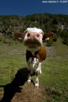 cow series #1 cow series #1